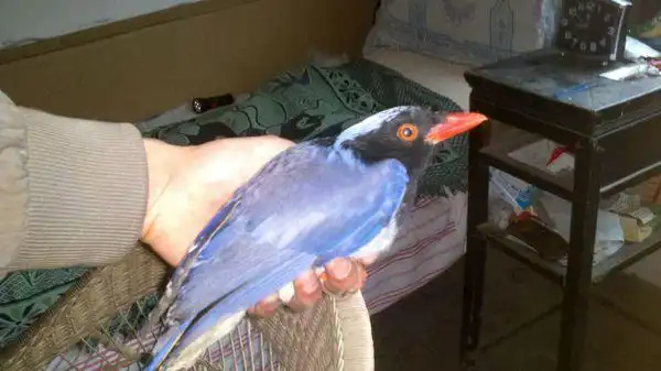 山鹊  鸦族的近亲,荤素兼食性,植物果实,种子及昆虫如地老虎,金龟子