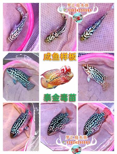 罗汉罗汉鱼鱼苗金花火凤泰金金红德萨起头亚成鱼