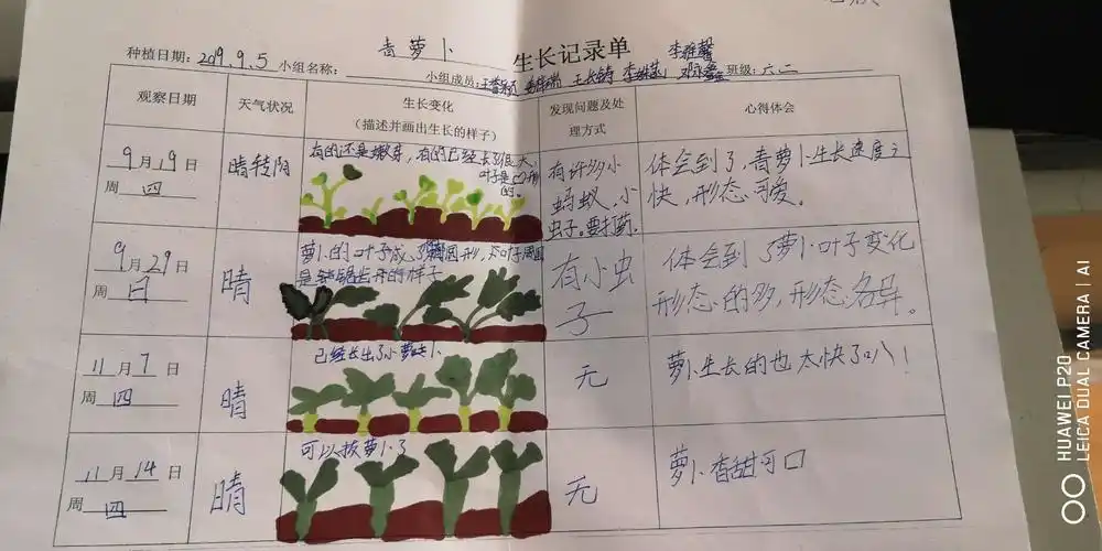 这是同学们在萝卜生长周期完成的萝卜成长记录