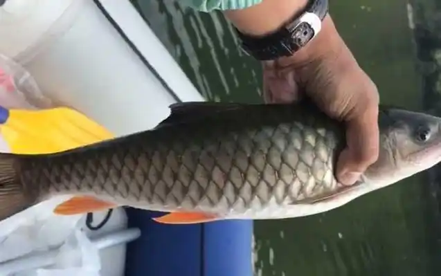 五,经济价值高军鱼是经济型鱼类,具有极高的食用价值,观赏价值和养殖