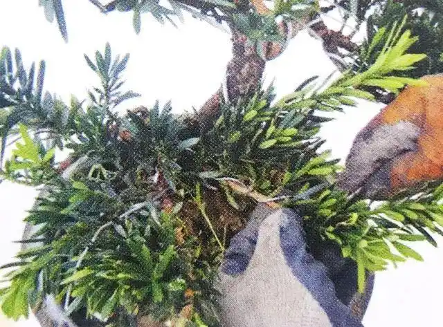 中国人大都爱罗汉松,图解罗汉松盆景制作,看一眼你也会爱上