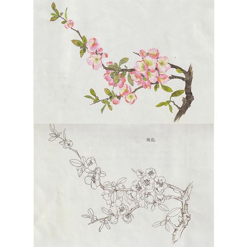【有步骤】图国画初学技法工笔花鸟桃花练习临摹白描画稿线描底稿