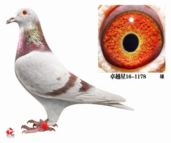 北京卓越星 - 中信网铭鸽展厅 www.ag188.com