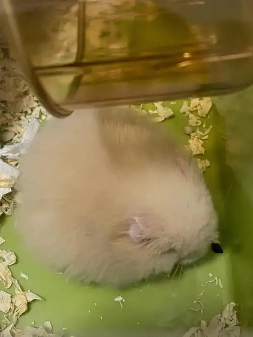 我的熊熊安全到家啦92是个长毛米熊弟弟(不得不说眼睛是真的小哈哈