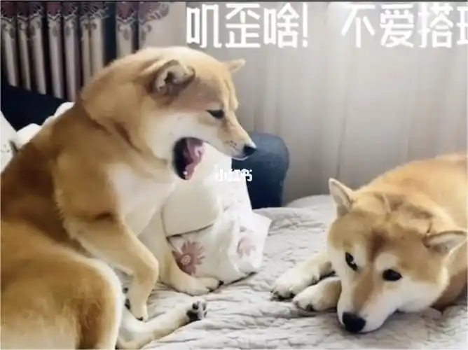 像不像你和男朋友吵架左耳进右耳出