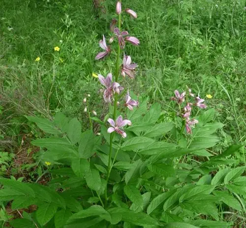 品牌好的白鲜皮厂家直销_野生白鲜皮哪里买