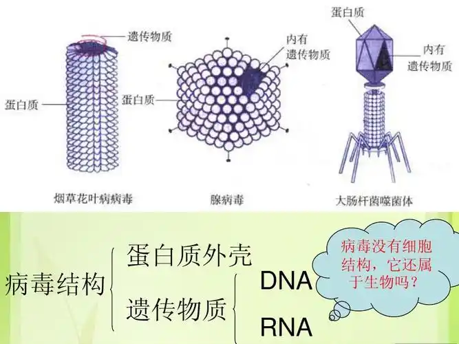 蛋白质外壳 病毒结构 dna 遗传物质 rna 病毒没有细胞 结构,它还属 于