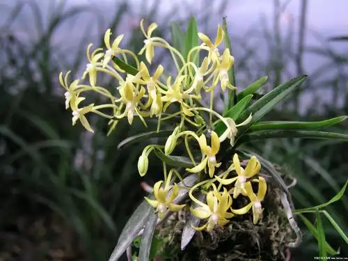 风兰花图片风兰图片风兰植物图片