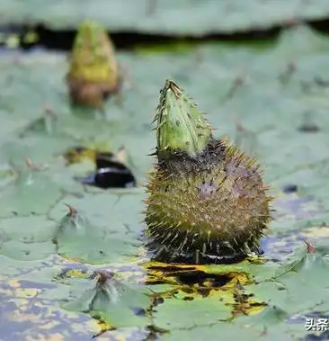 [芡实种子批发]出售带壳干芡实价格10.00元/克 - 一亩田