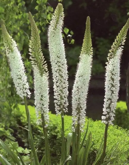 eremurus.狐尾百合