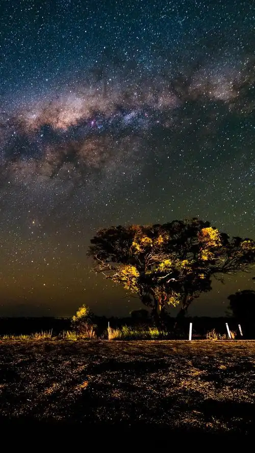 树木,星空,天空,夜晚,美丽的风景 5k