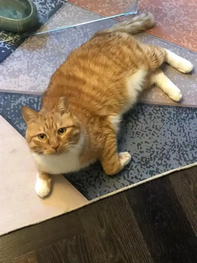 家人们,我家猫绝育后"发福"胖成了球75.①发福原因 家中有一 - 抖音