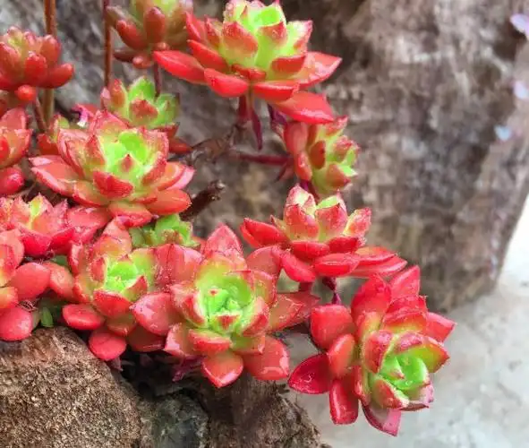 秋季露天养多肉蒂亚绿焰清楚4点绿油油的叶片变红彤彤