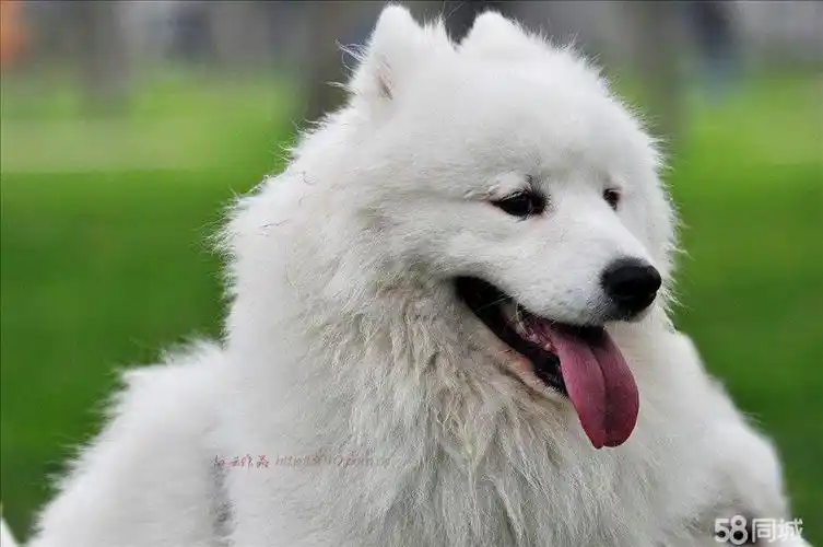 6个月的萨摩耶1200元(公)