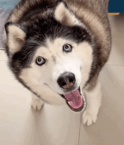 二哈表情包,就去拯救世界–专业的表情包搜索版权声明:《哈士奇搞笑