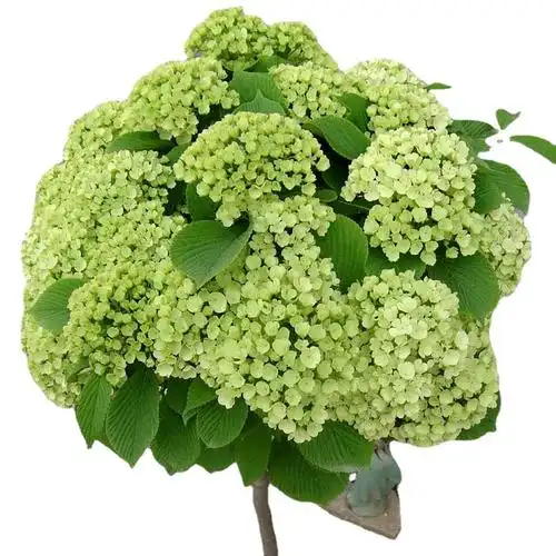 0成交30件木本绣球树苗中华木绣球大花斗球室内外庭院盆栽地栽耐寒