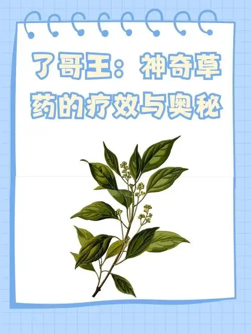 了哥王:神奇草药的疗效与奥秘