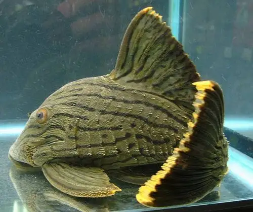 异型鱼类编号整理.