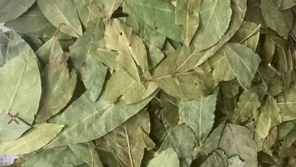 香叶是什么树的叶子?有什么功效作用?