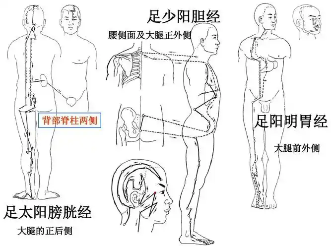 经络走向动画图 足少阳胆经 腰侧面及大腿正外侧 背部脊柱两侧 足阳明