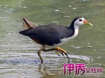 【图】什么是白面水鸡 白面水鸡知识科普