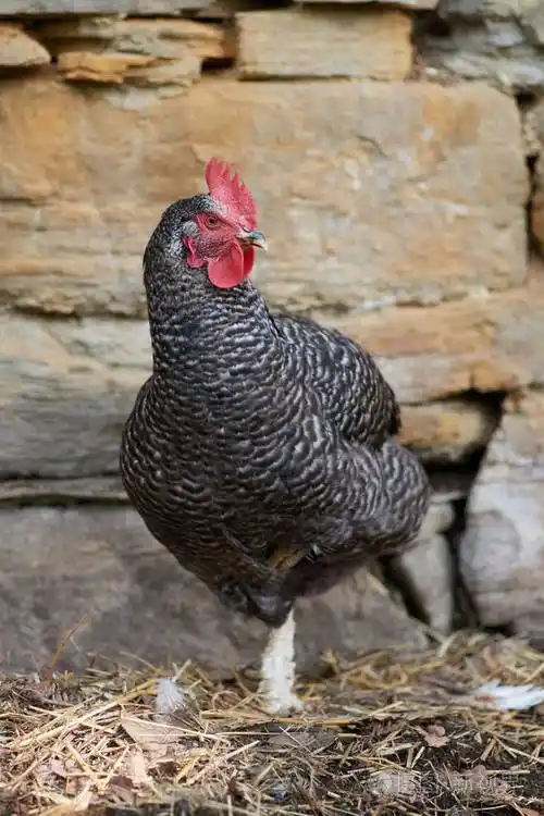 野外自由范围鸡