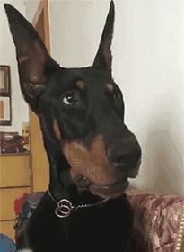 狗狗呆萌一巴掌惊讶gif动图_动态图_表情包下载_soogif