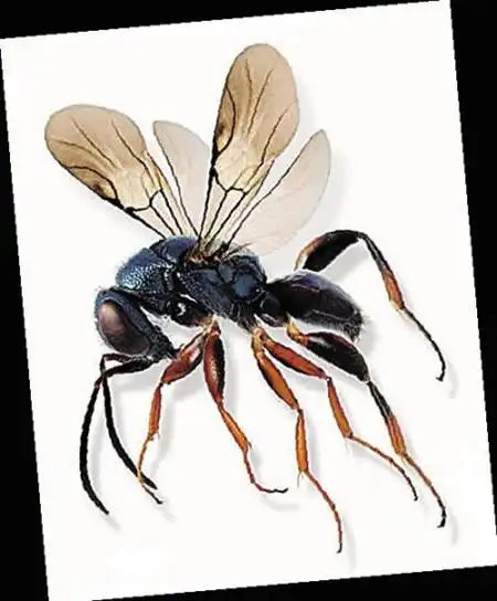 属膜翅目,它们有2对薄而透明的翅膀,是膜翅目细腰亚目中金小蜂科,姬蜂