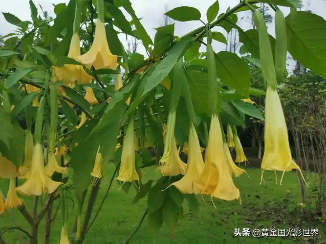 紫色曼陀罗花代表的花语是什么 - 井贤栋个人博客