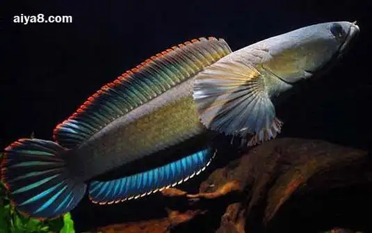 彩虹雷龙鱼怎么养