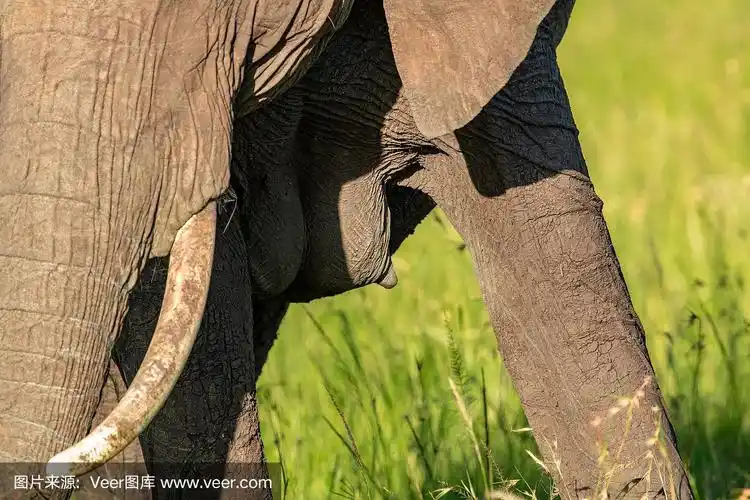 母象的乳房和象牙