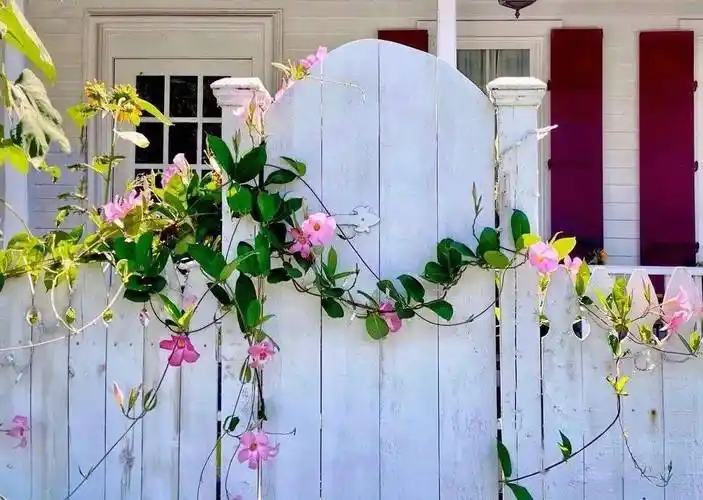 飘香藤的颜色很丰富,除了大红,还有粉色,杏色,白色.