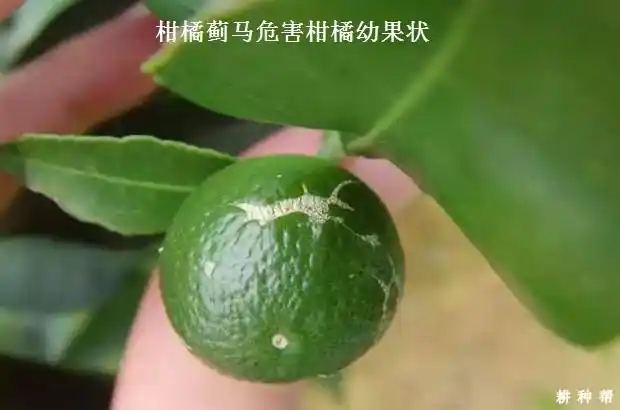 柑橘蓟马如何防治附图片