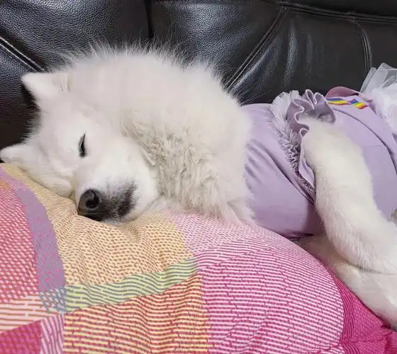 萨摩耶  #宠物睡姿大赏  #狗狗的神奇睡姿  #我家宠物好可爱