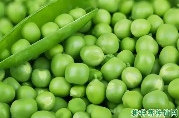 豌豆品种有哪些类型