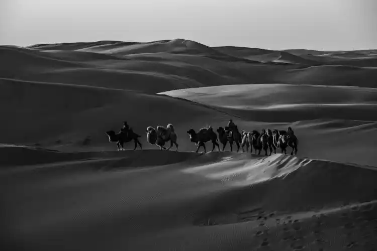 黑白摄影|大漠驼影