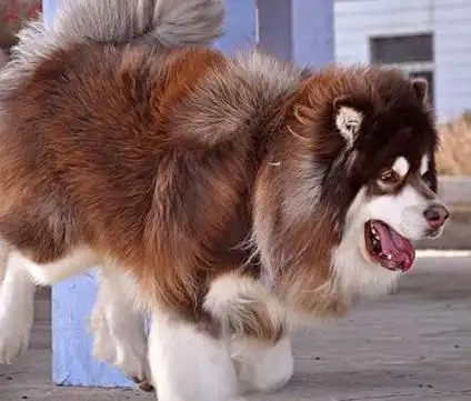 雪橇三傻中的大傻——阿拉斯加