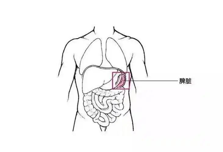 在各种腹部外伤中,脾脏损伤率高达40%~50%.