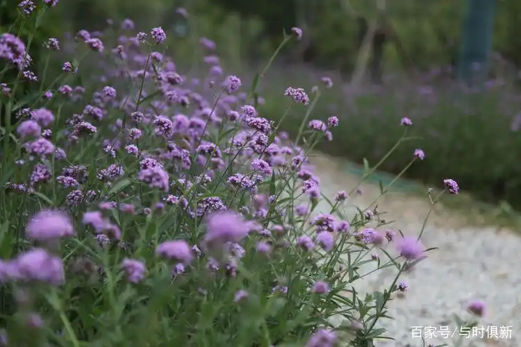「植物摄影」望见马鞭草,浮现《吸血鬼日记》驱鬼辟邪神力的场景