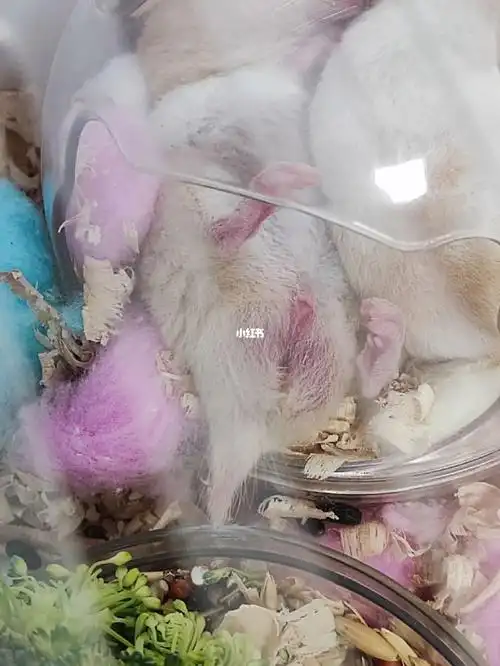 家人们,这是公的母的呀#金丝熊日常  #仓鼠