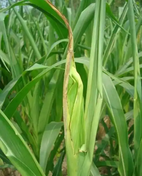 玉米顶腐病的发生原因症状以及防治方法