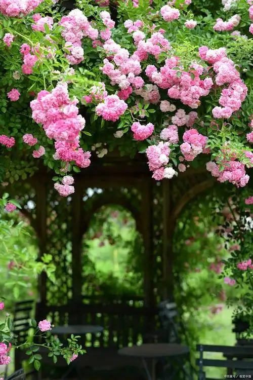 生如夏花,绽放绚烂,那些开在夏天里的花儿——蔷薇花