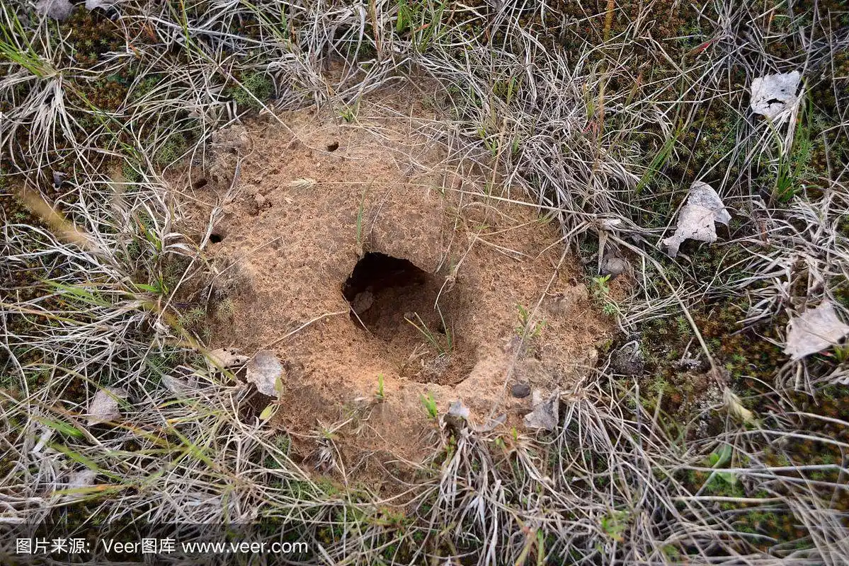 鼹鼠洞