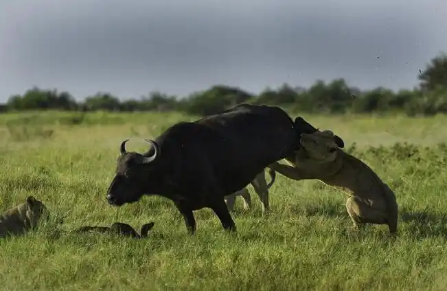 狮子捕食野牛不成, 转而捕杀没有反抗力的野牛幼崽!