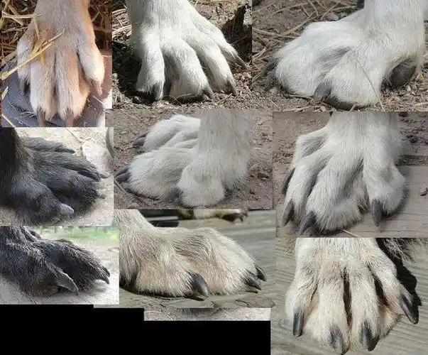 狐狸到底是犬科还是猫科动物?为什么?