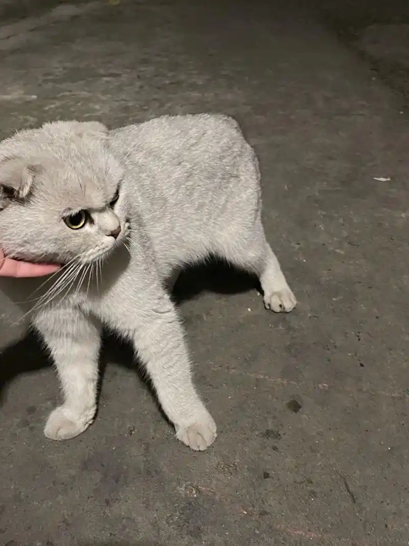 折耳银渐层……又是被遗弃的…… 好像是一只银渐层,品种猫在外面的