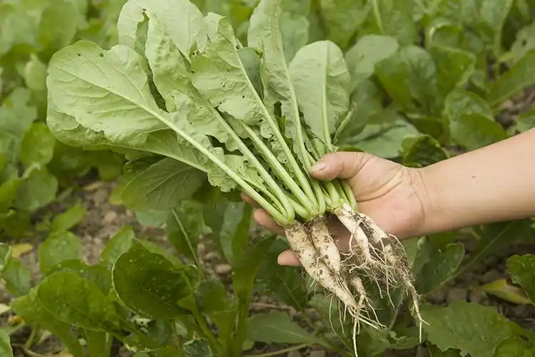 新鲜萝卜叶 湖南时令叶类蔬菜 白萝卜叶子可做黄菜 2500g