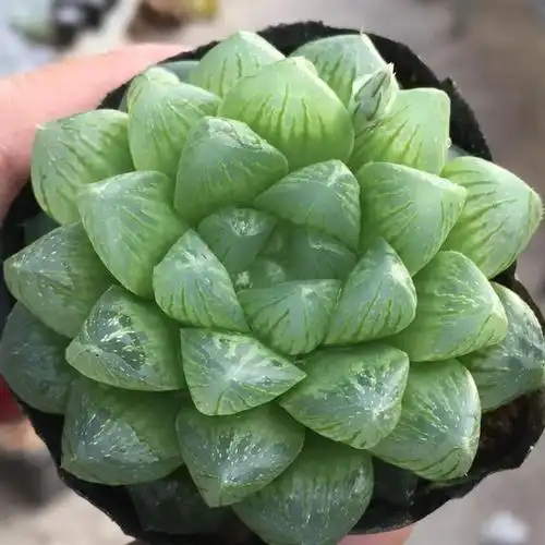 绿翠亮透如宝玉的水晶莲座玉露,这么养护,晶莹剔透亮晶晶