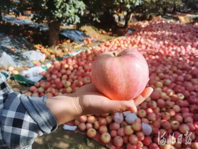 河北井陉苹果熟了