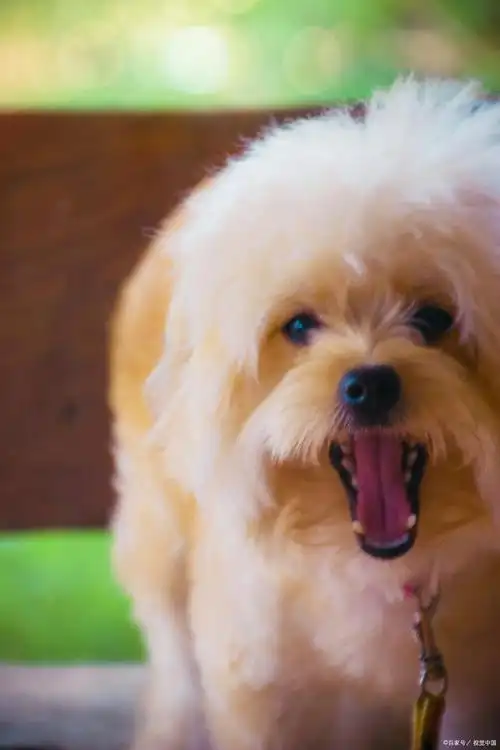 宠物狗系列之京巴犬